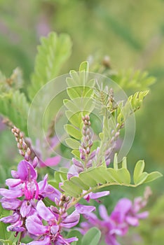 True indigo Indigofera tinctoria, flowering photo